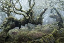 Фото - Заповедные леса на фотографиях Нил Бернелла
