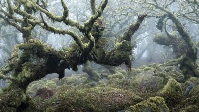 Фото - Заповедные леса на фотографиях Нил Бернелла